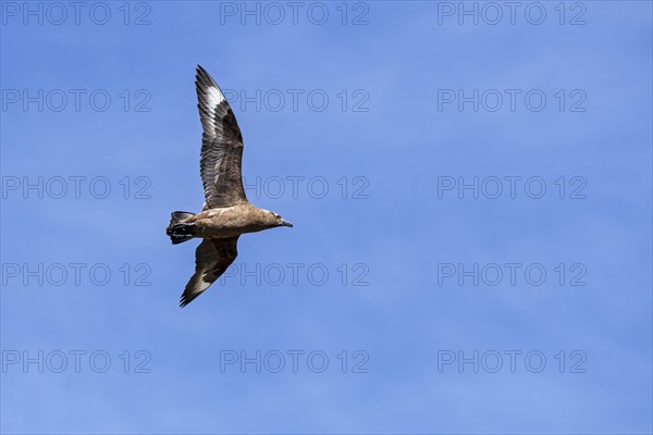 Great skua