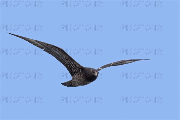 Immature Arctic skua