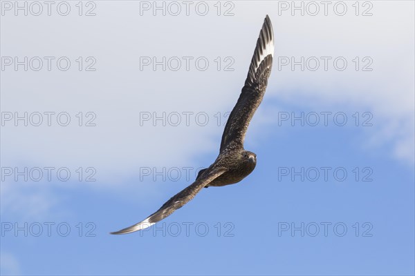 Great skua