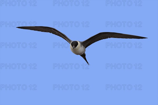 Long-tailed skua