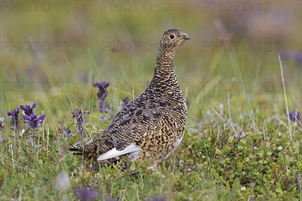 Icelandic rock ptarmigan