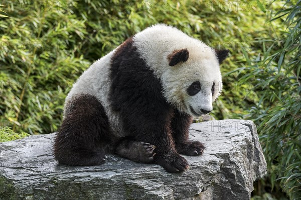 Giant panda