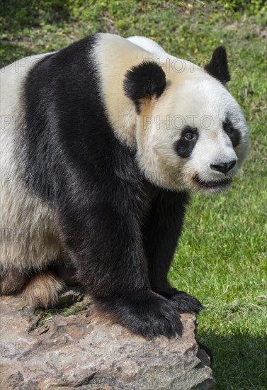 Giant panda