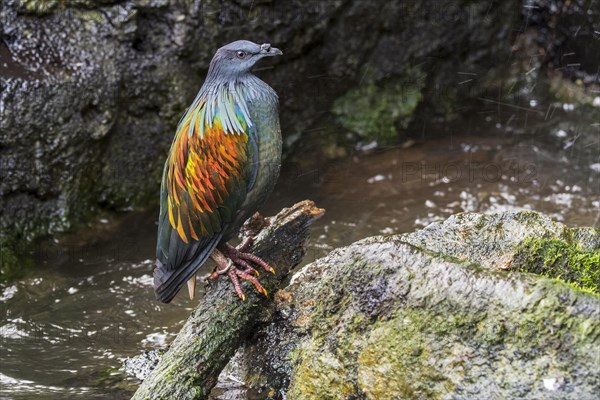 Nicobar pigeon