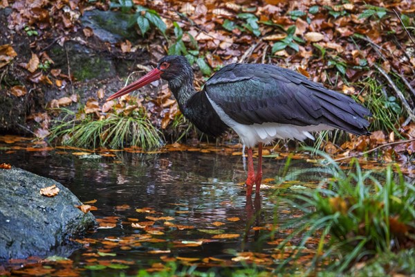 Black stork