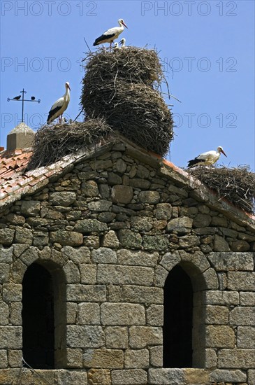 White storks