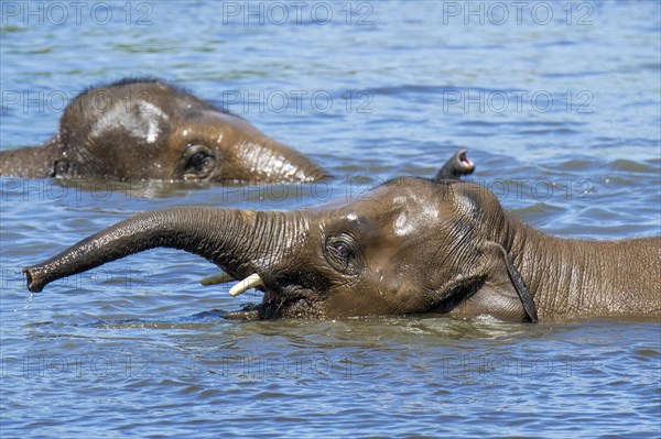 Two young Asian elephants
