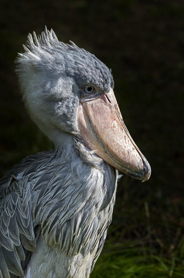 Close up portrait of shoebill