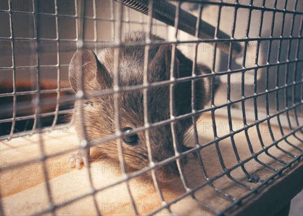 A mouse sits in a live trap for mice in Berlin. 18.04.2023.