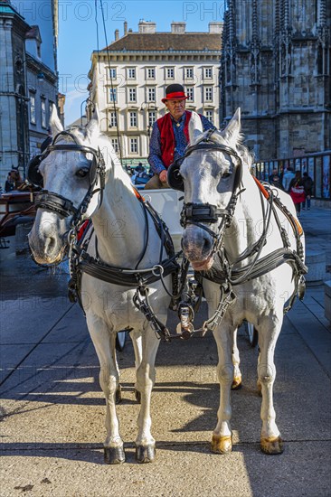 Two-horse hackney carriage with resting coachman at St. Stephen's Cathedral