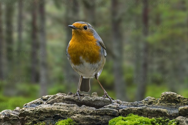 European robin