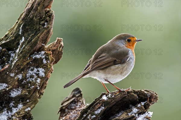 European Robin