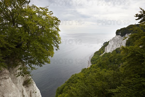 Chalk cliffs with beech forest on the Baltic coast