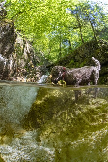 Underwater photo of a mountain stream in the Limestone Alps National Park with domestic dog Lagotto Romagnolo