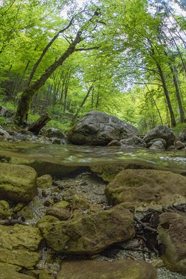 Underwater photo in a mountain stream in the Kalkalpen National Park