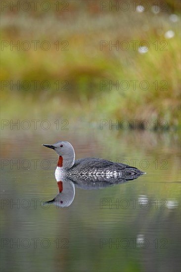 Red-throated loon