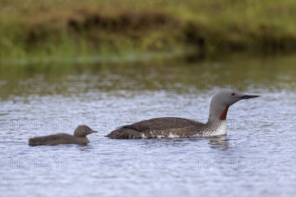 Red-throated loon