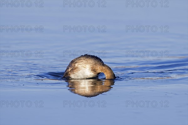 Little grebe