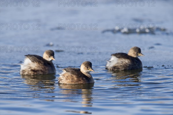 Three little grebes