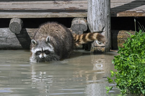 Common raccoon