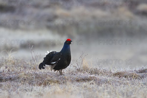 Black grouse