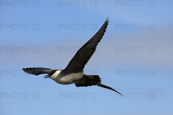 Long-tailed skua