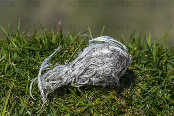 Close up of regurgitated pellet from great skua