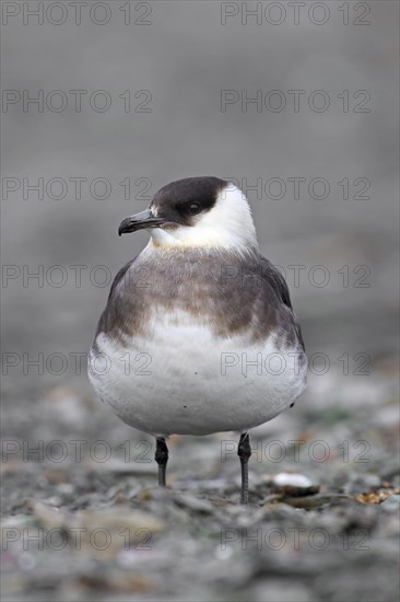 Arctic skua