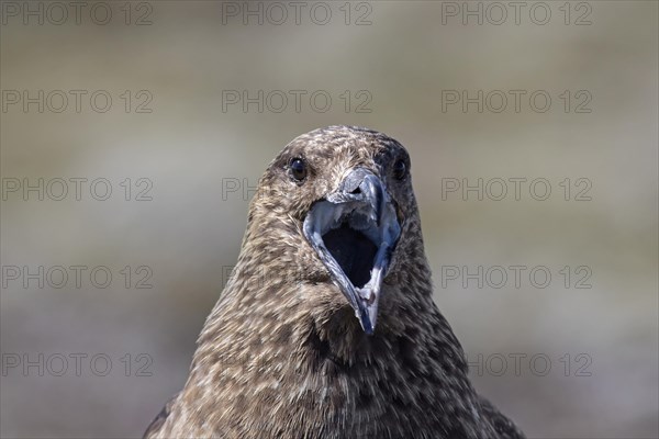 Close up of great skua