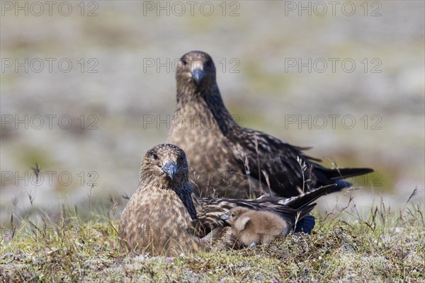 Great skua