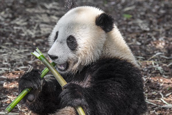 Young two year old giant panda