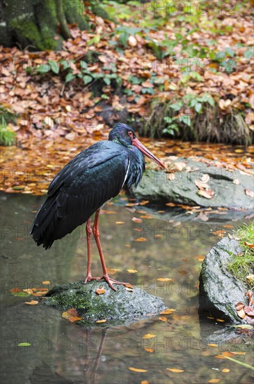 Black stork