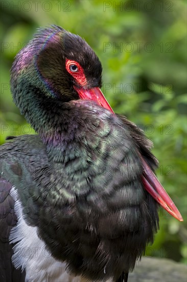 Black stork