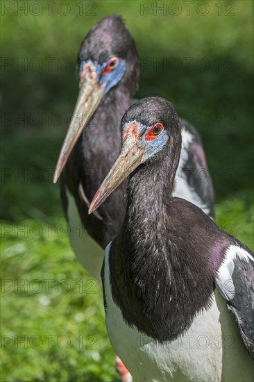 Abdim's stork