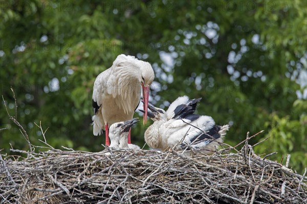 White storks