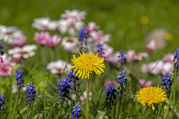 Flowerbed