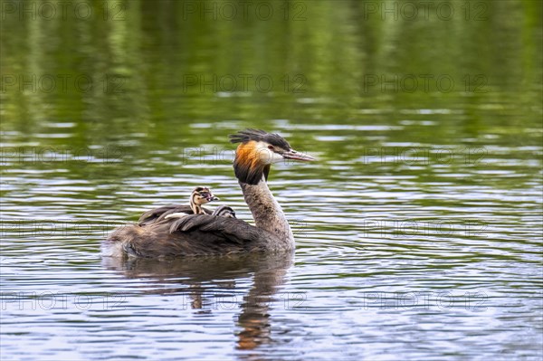 Great crested grebe