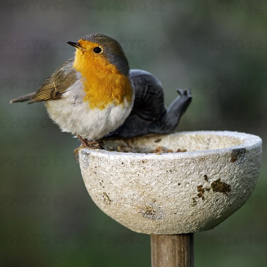 European Robin