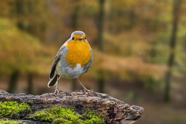 European robin