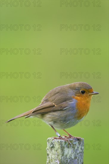 Ringed European robin