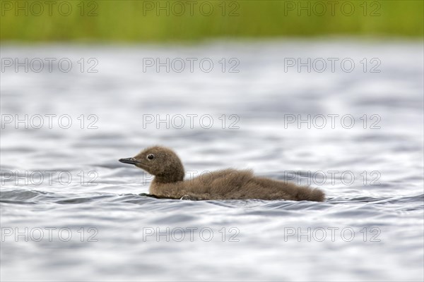 Red-throated loon