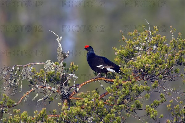 Black grouse