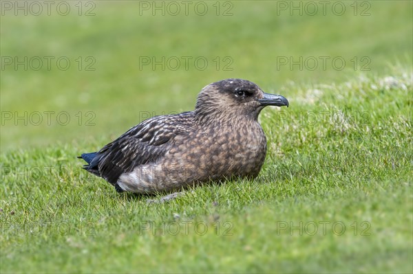 Great skua