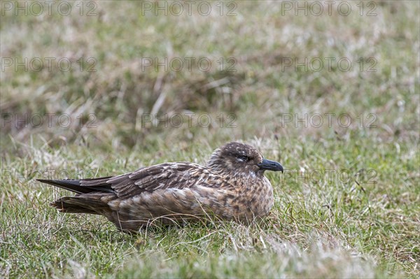 Great skua