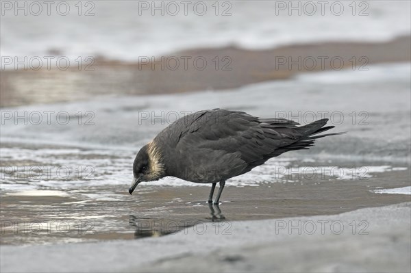 Arctic skua