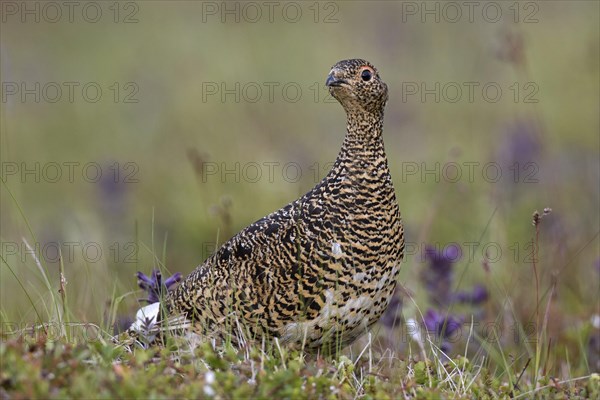 Icelandic rock ptarmigan