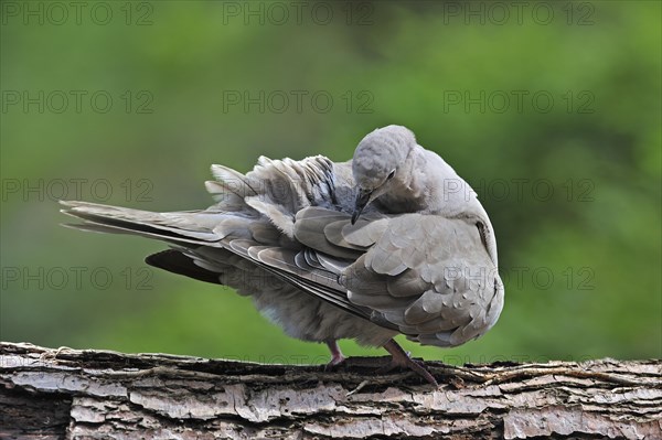 Eurasian collared dove