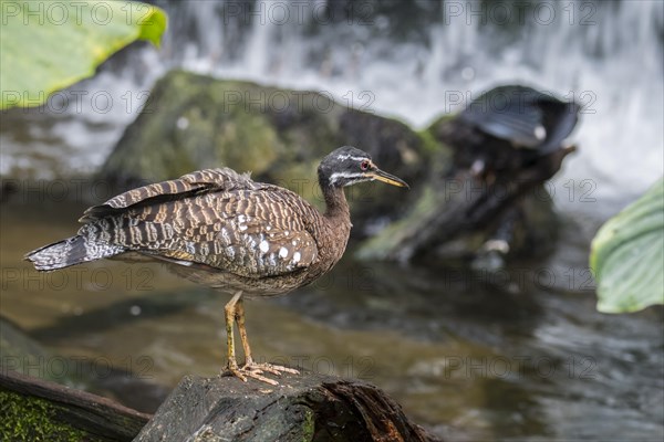 Sunbittern