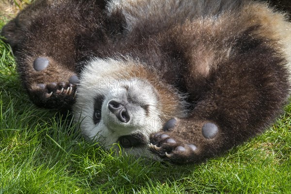 Giant panda