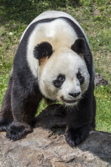 Giant panda